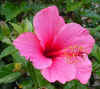 Hibiscutzi1.jpg (88185 bytes)